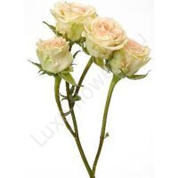 Кустовая роза бело-розовая
