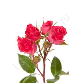 Кустовая роза красная